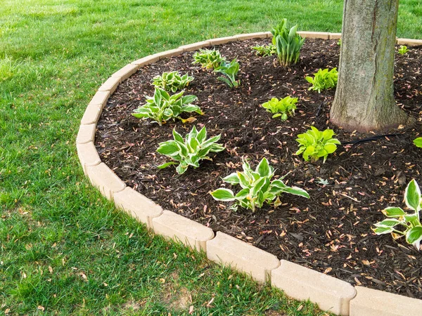 Frisch Gepflanzte Hostas Setzlinge Einen Baumstamm Einem Gepflegten Kreisförmigen Blumenbeet — Stockfoto