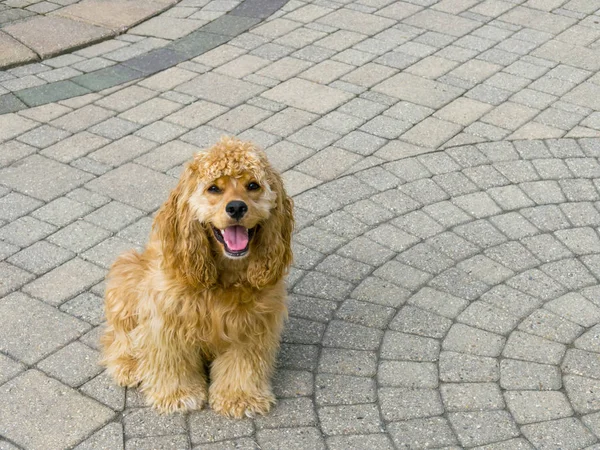 Schattige Kleine Amerikaanse Gouden Cocker Spaniel Pup Zittend Sier Baksteen — Stockfoto