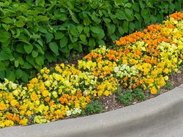 Colorful yellow and orange flower border with fresh spring ground cover blooming below leafy green shrubs in a concrete surround