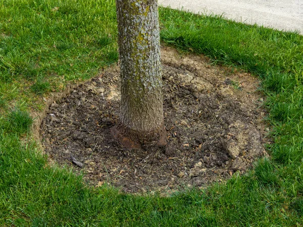 Neatly Cleaned Area Free Weeds Tree Trunk Treatment Weed Killer — Stock Photo, Image