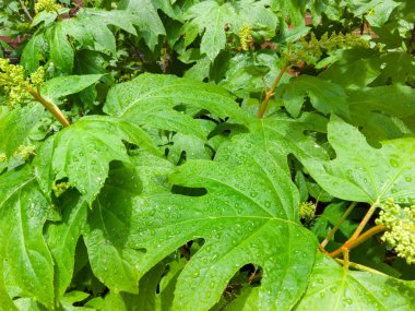 Güneşli görünümü kadar yakın waterdrops ile yeşil yaprakları