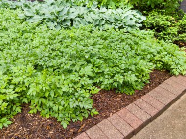 Yeşil yapraklı Bahçe bitkileri içinde düzgün flowerbed peyzaj kavramı içinde taze malç ve tuğla kenarlıklı yukarıdan izlendi