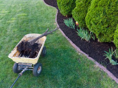 Removing a dead arborvitae tree from a flowerbed with a neat row of healthy cypress trees and fresh mulch covering the soil clipart