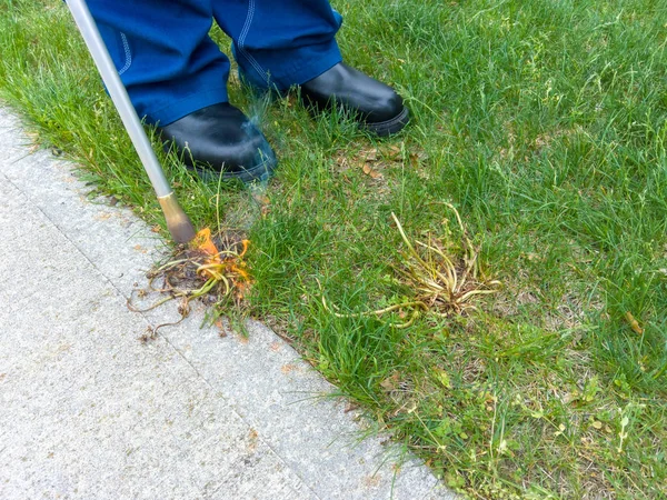 Jardinero Quemando Malas Hierbas Césped Verde Con Una Antorcha Una — Foto de Stock