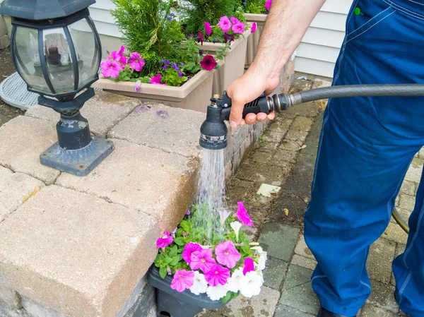 Man Vattna Krukväxter Våren Petunior Med Vattenslang Och Spray Munstycke — Stockfoto