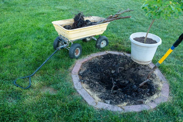 小さなツリーに死んだ植物を削除する裏庭メンテナンス草で円形の花壇からを掘ってし 新しいものを植える準備ができて手押し車に積み込んで — ストック写真