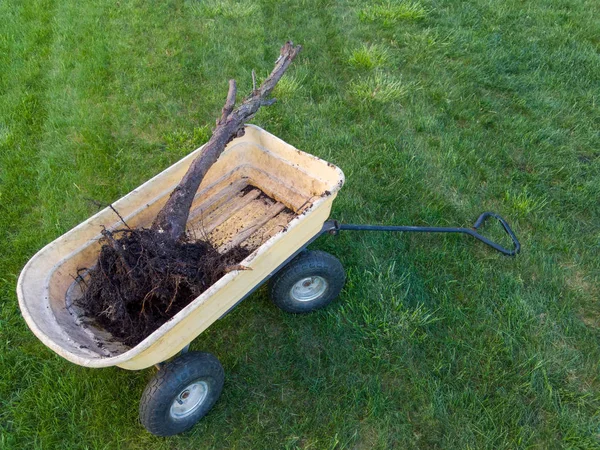 Een Dode Arborvitae Thuja Boom Een Kruiwagen Klaar Voor Verwijdering — Stockfoto