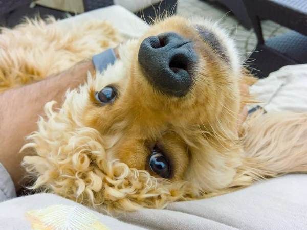 Cute laid back golden cocker spaniel puppy lying on its back alongside its owner looking at the camera with gentle trusting eyes