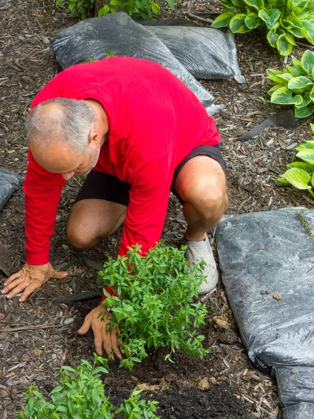 庭師彼の指で土を軽く上から見てマルチング前にきれいな花壇に緑の低木を移植 — ストック写真