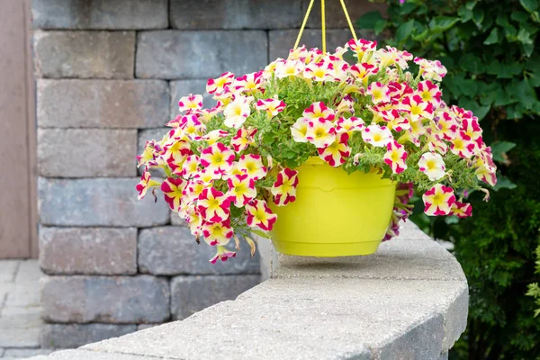 Hanging Flowerpot Colorful Variegated Petunias White Magenta Yellow Curved Brick — Stock Photo, Image