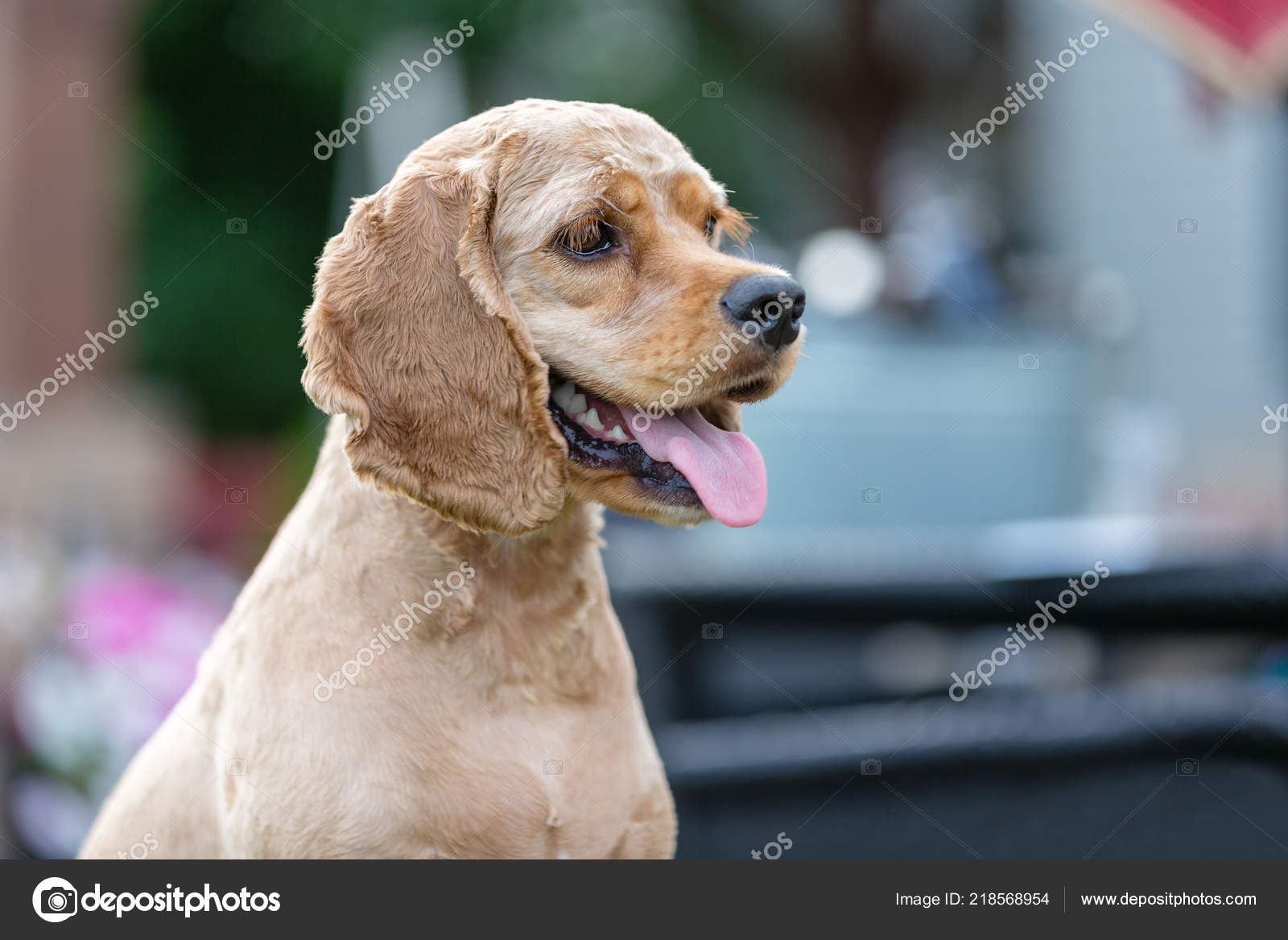 Carino Piccolo Dorato Cocker Spaniel Cucciolo Con Capelli Corti