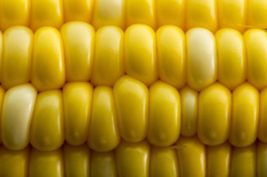 Taze sarı Mısır veya tatlı mısır taneleri bir sağlıklı beslenme ve çiftlik COB üzerinde makro arka plan dokusu üretmek kavramı