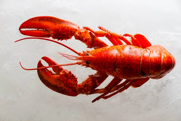 Homard Rouge Entier Bouilli Sur Glace Vue Haut Prêt Être — Photo