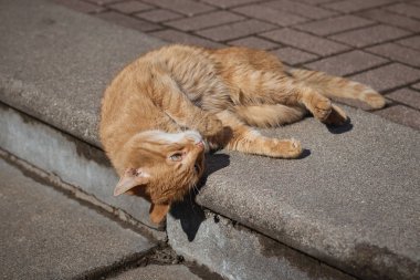 Kızıl genç kedi .
