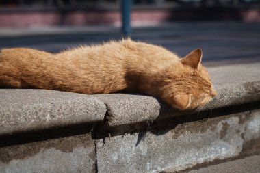 Kızıl genç kedi .