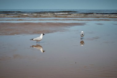 Sahildeki martılar .