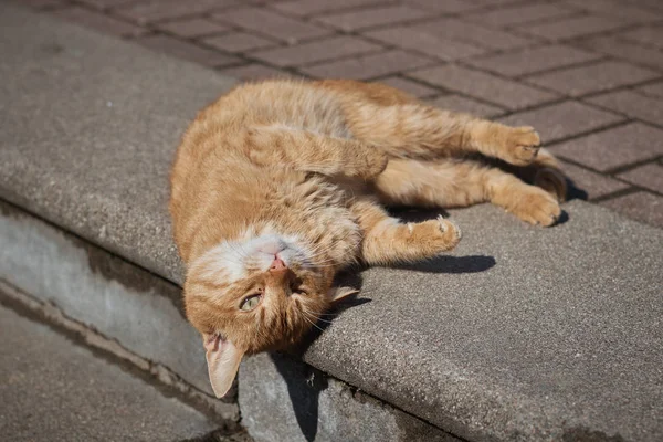 Gember jonge kat . — Stockfoto