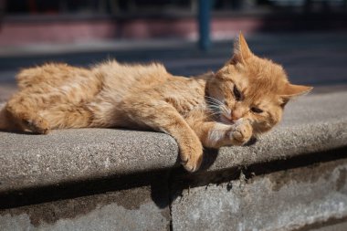 Kızıl genç kedi .