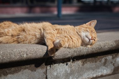 Kızıl genç kedi .