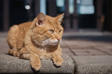 Kızıl genç kedi .