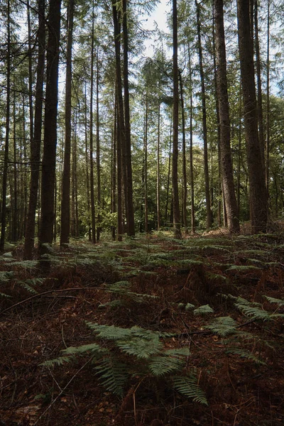 Zomer bos bomen . — Stockfoto