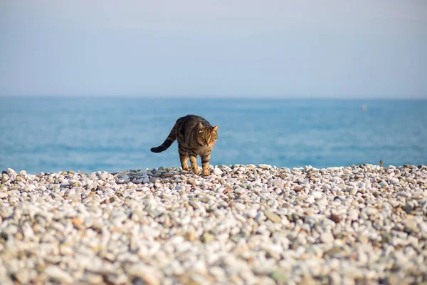 The cat imposingly goes on the pebble beach on the bank of the Mediterranean Sea, Turkey