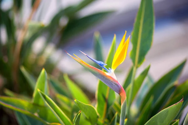 Flor Strelitzia Florescida Pássaro Paraíso Turquia — Fotografia de Stock