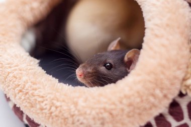 Yerli dekoratif fareyi yumuşak yataktan görünüyor. Fare burun bir lodge dışarı sopa