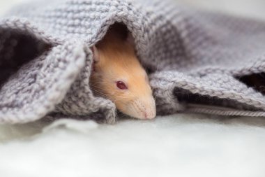 Kırmızı gözleri kırmızı dekoratif fareyle örme gri kazak içinde oturur. Bir sıçan yılı