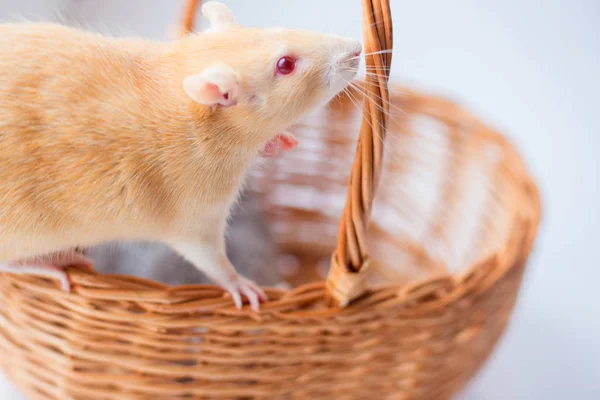 Rat Décoratif Rouge Sent Panier Vacillé — Photo