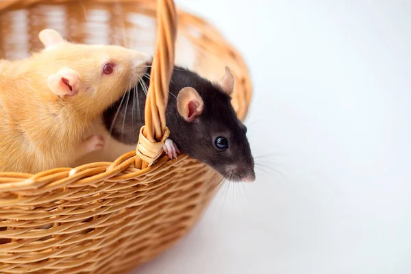 Deux Rats Décoratifs Sont Assis Dans Panier Osier Sur Fond — Photo