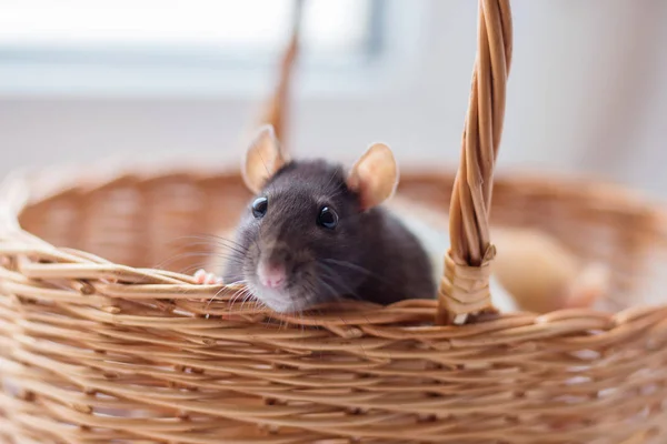 Rat Gris Barrage Regarde Hors Panier Secoué Symbole Année Selon — Photo