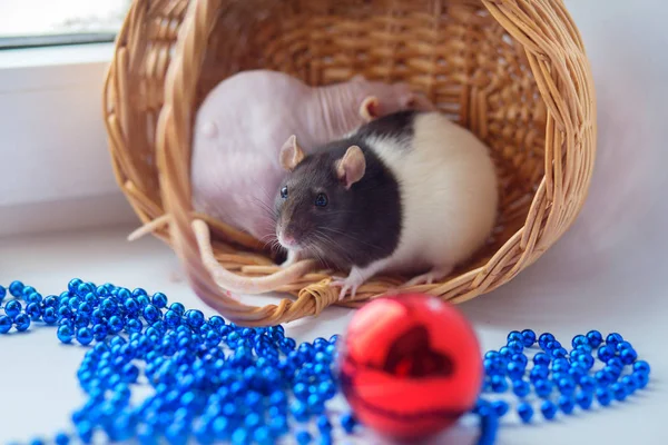 Two Domestic Decorative Rats Sit Wattled Basket Play Nvoogodny Christmas — Stock Photo, Image