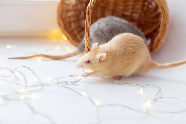 Rato Decorativo Vermelho Com Olhos Vermelhos Rói Uma Grinalda Abeto — Fotografia de Stock