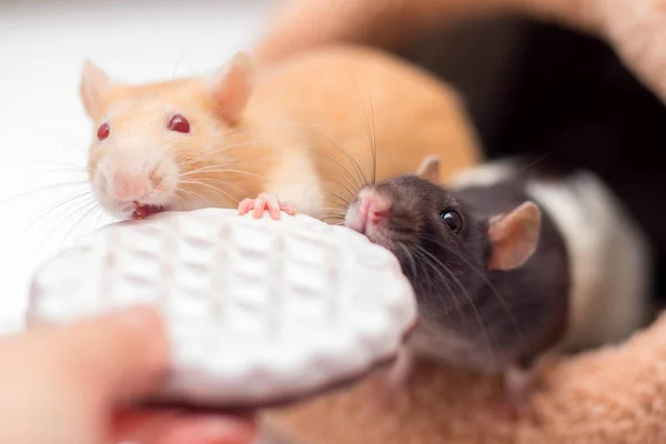 Deux Rats Domestiques Grignotent Des Biscuits Aux Mains Symbole Année — Photo