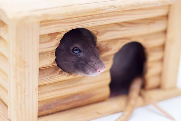 Domestic Decorative Rat Looks Out Wooden Lodge Symbol Year — Stock Photo, Image