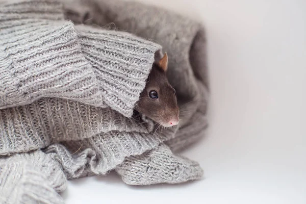 Domestic Decorative Rat Muffled Knitted Gray Sweater Heated Year Rat — Stock Photo, Image