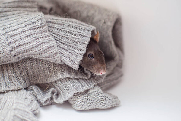 The domestic decorative rat muffled in a knitted gray sweater and is heated. Year of a rat 2020