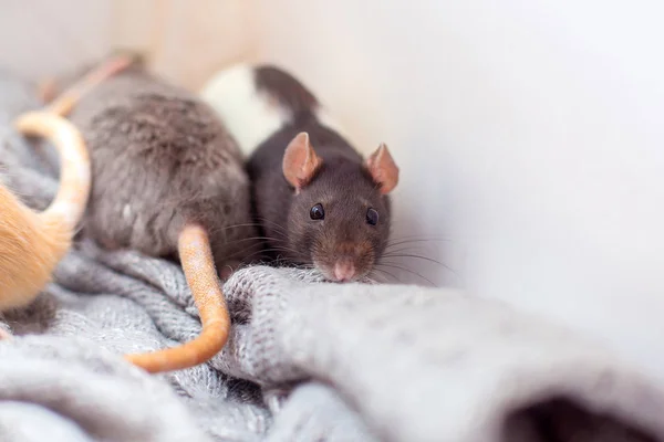 Rat Décoratif Domestique Étouffé Dans Pull Gris Tricoté Est Chauffé — Photo