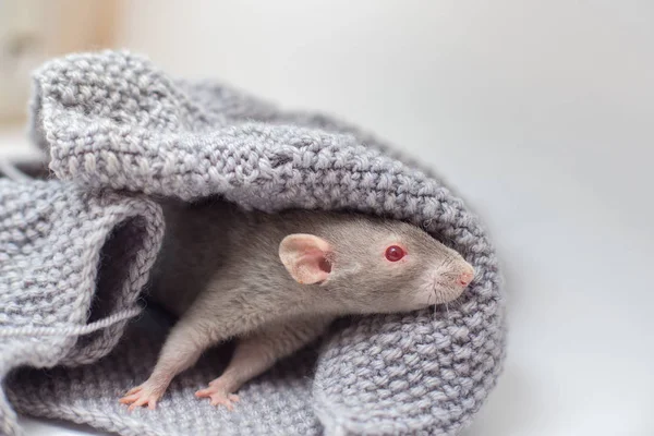 Rat Décoratif Gris Cornysh Aux Yeux Rouges Est Assis Dans — Photo