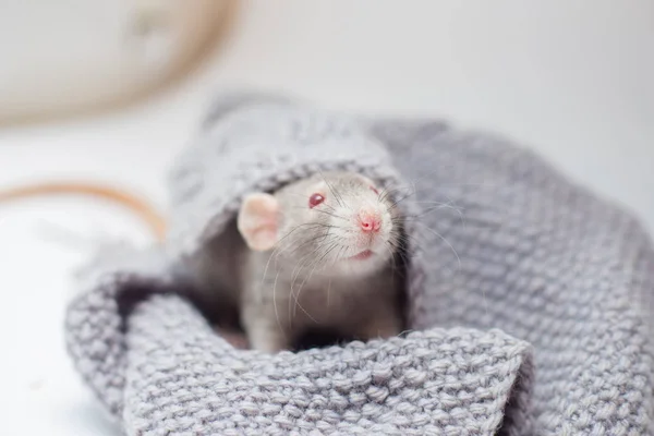 Kırmızı gözleri ile gri dekoratif sıçan Cornysh örme gri kazak içinde oturur. Bir sıçan 2020 yılı