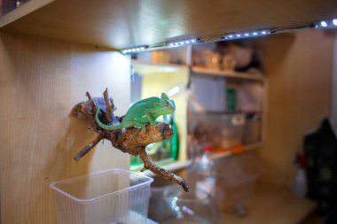 Bukalemun Evcil hayvanlarda rafta bir dal üzerinde oturur