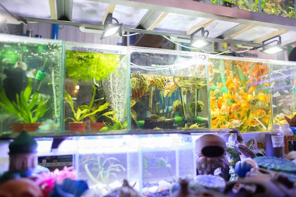 Sale Aquarian Small Fishes Pet Shop Big Show Window Aquariums — Stock Photo, Image