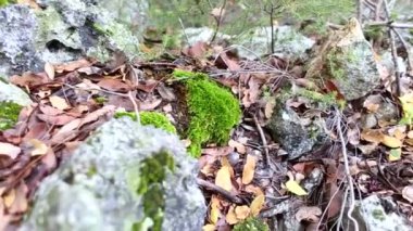 Moss taş düşmüş aşağı kuru arasında ormandaki yaprakları.