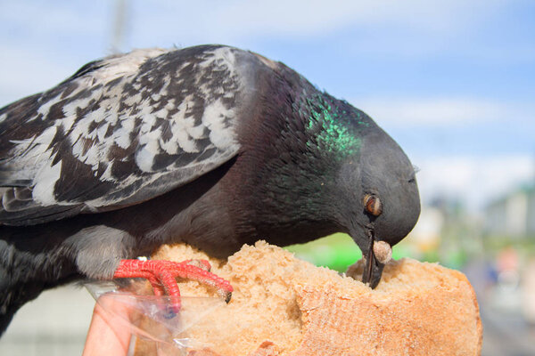 The city pigeon pecks bread from hands, a close up