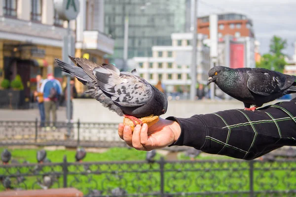 Las palomas impúdentes comen pan de manos de los turistas. Alimentación de aves de la ciudad — Foto de Stock