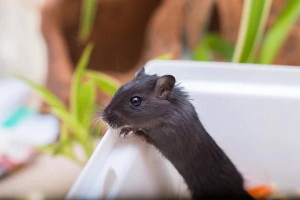 Bir kafes içinde küçük Siyah Moğol gerbil