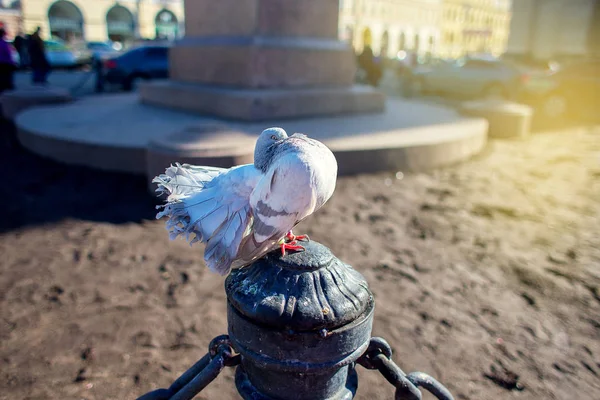 O pombo belo cinza puro-sangue com um grande peito senta-se na cidade em uma proteção em um monumento — Fotografia de Stock
