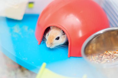 Kırmızı yerli fare gerbil kırmızı plastik bir köşk kafeste oturur