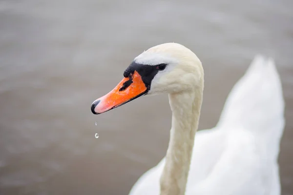 El hermoso cisne blanco flota en el agua en el lago. Cabeza de pájaro de cerca —  Fotos de Stock